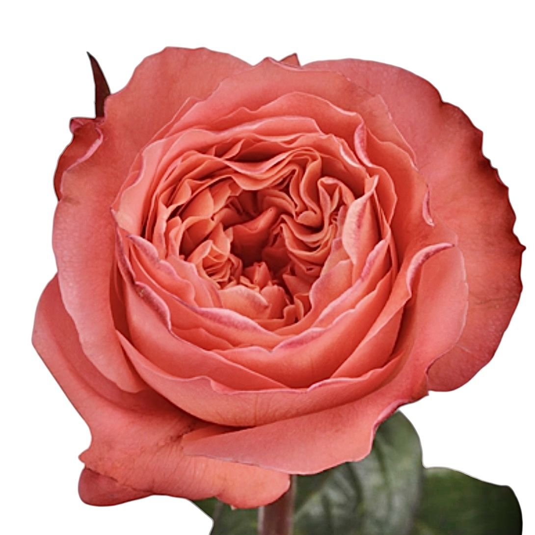 Rose Candy Xpression 375 грн
