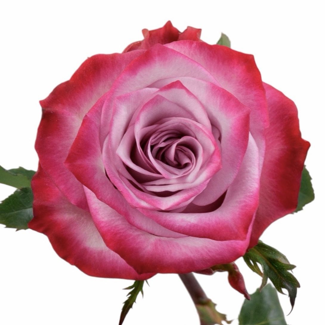 Rose Deep Purple поштучно 12 €