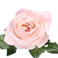 Букет Троянда Девіда Остіна Кейра поштучно