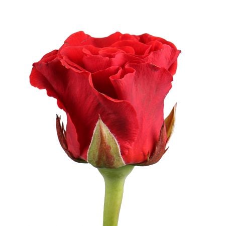 Роза Эль Торо 50см поштучно Версуа