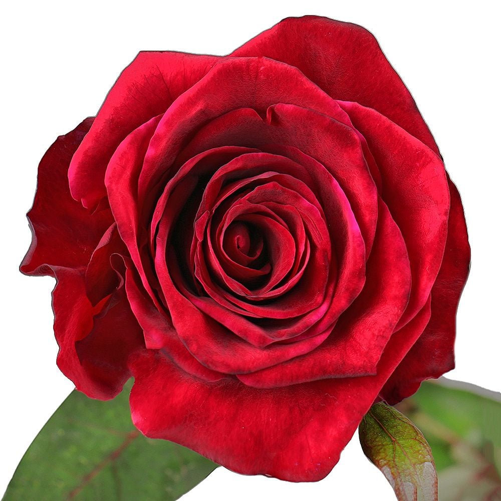 Роза красная 90 см Васильков