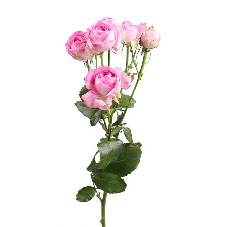 Троянда Лавандер поштучно Маріуполь