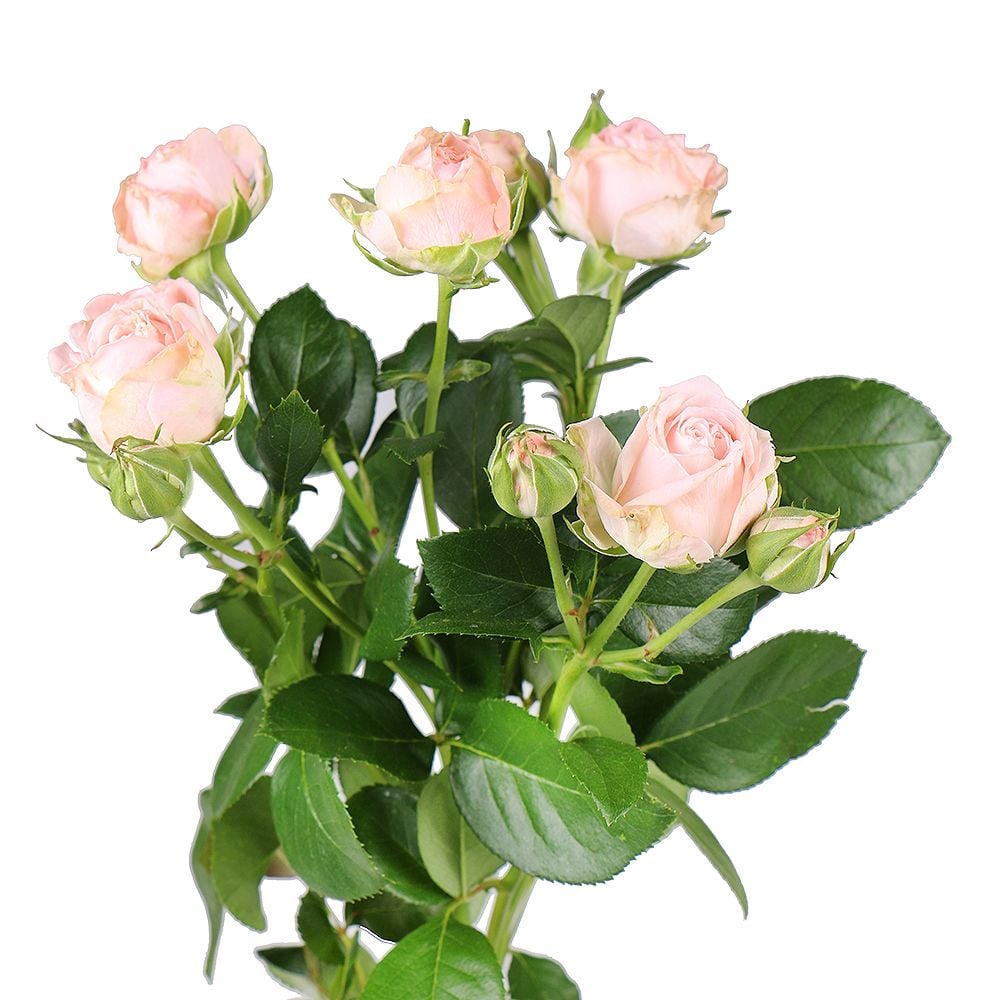 Cream spray roses by piece 406 грн