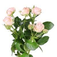 Rose Madame Bombastik per piece Bexley