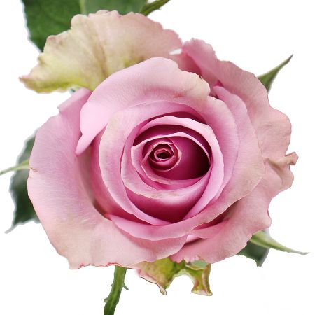 Троянда Меморі Лейн поштучно Марбург