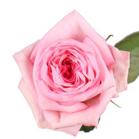 Rose O'Hara Pink by piece Ehingen