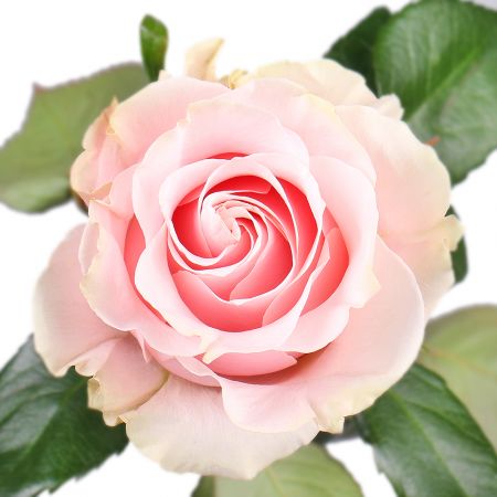 Роза Pink Mondial поштучно Мсида
