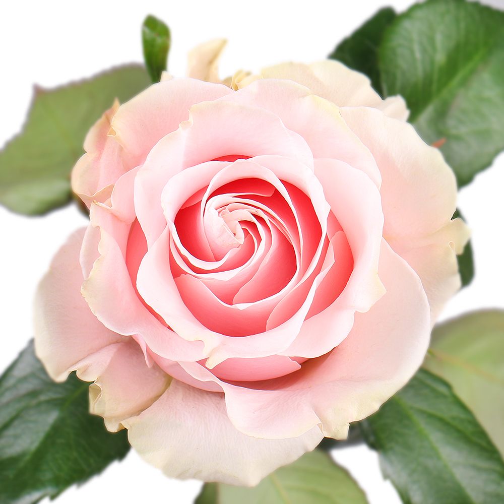 Роза Pink Mondial поштучно Сахивал