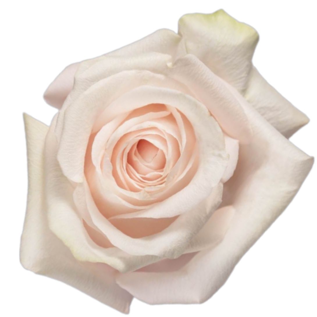 Rose Pomarosa by piece 13 €