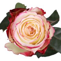 Sweetness premium roses by the piece Alma-Ata
