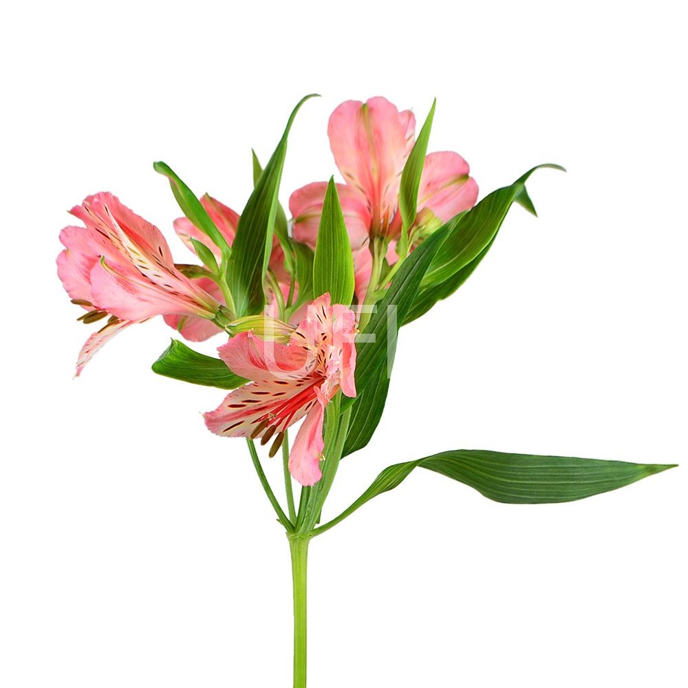 Alstroemeria mix by the piece 127 грн