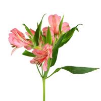 Alstroemeria mix by the piece