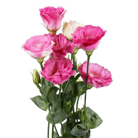 Pink eustoma by the piece Verona