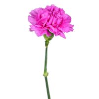 Pink carnations by the piece Slavskoe