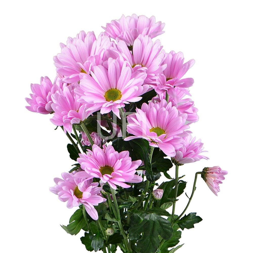 Pink chrysanthemum by the piece (spray) Pink chrysanthemum by the piece (spray)