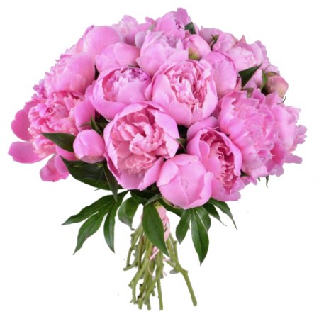 Pink peonies Altoona