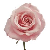 Розы фуксия поштучно Нур-Султан (Астана)