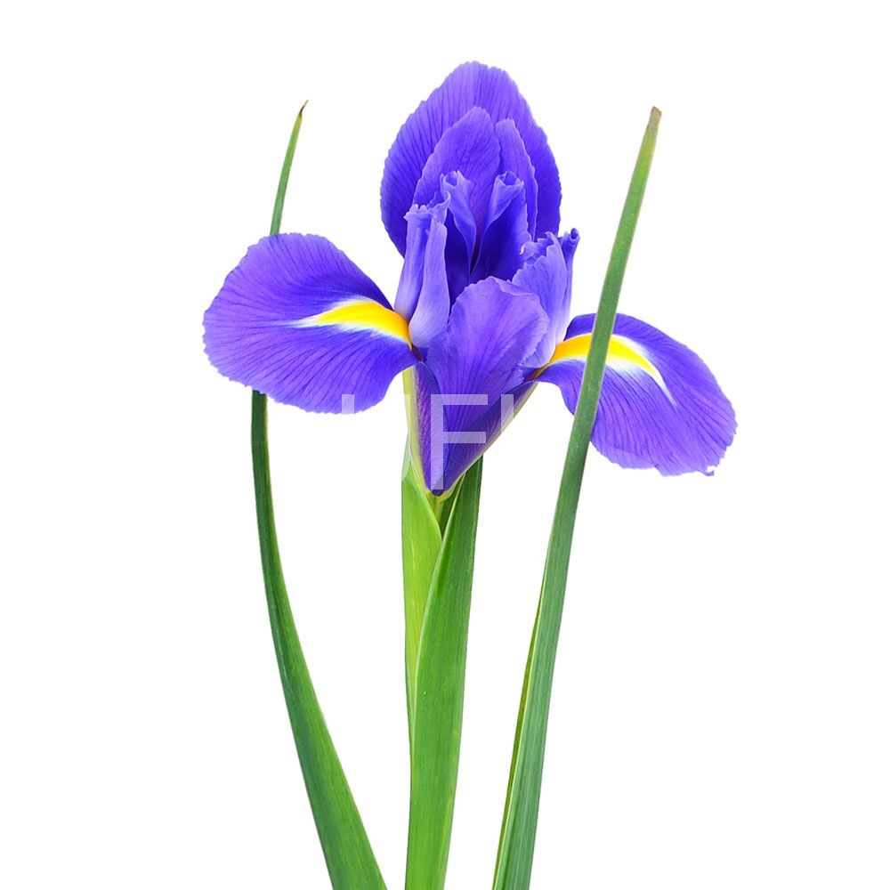 Blue irises by the piece