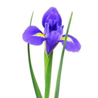 Blue irises by the piece Helsinki