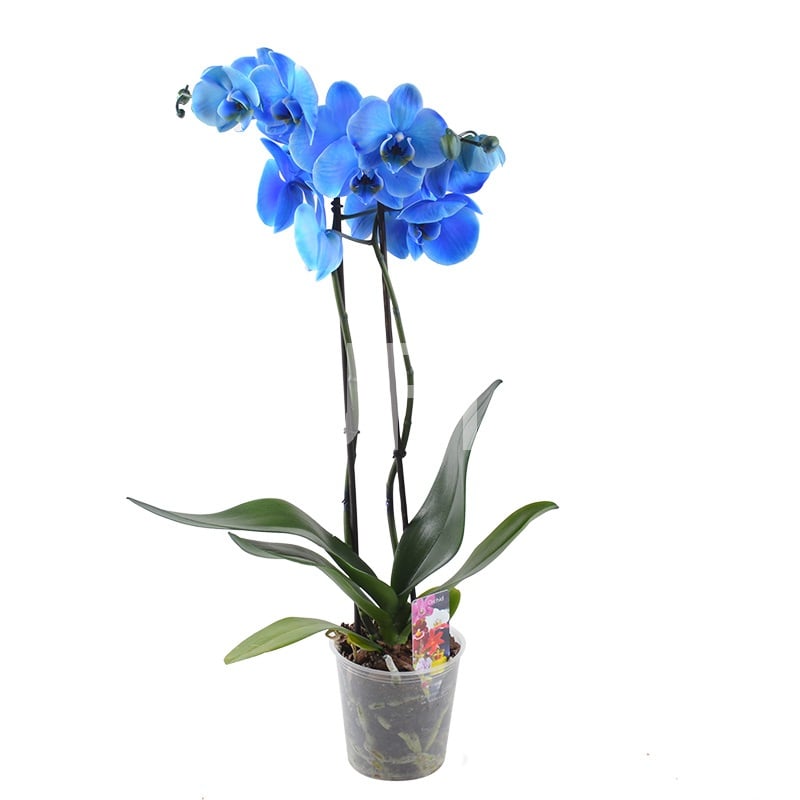 Blue orchid 0 $