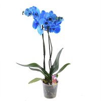 Букет цветов Синяя орхидея Кервиа