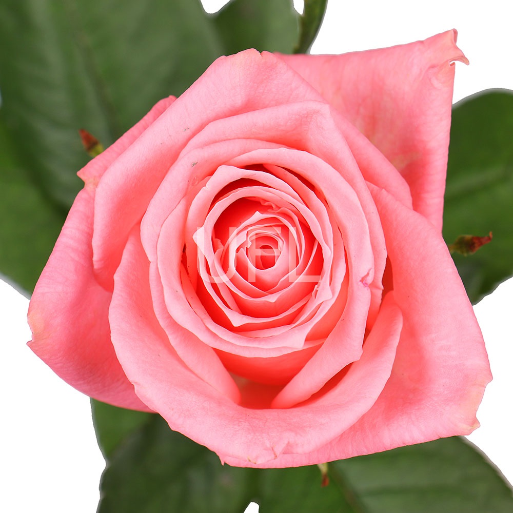 Розы розовые поштучно