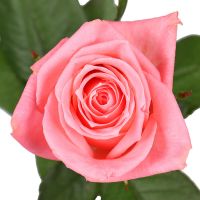 Pink rose by the piece Belaya Сerkov (Bila Cerkva)