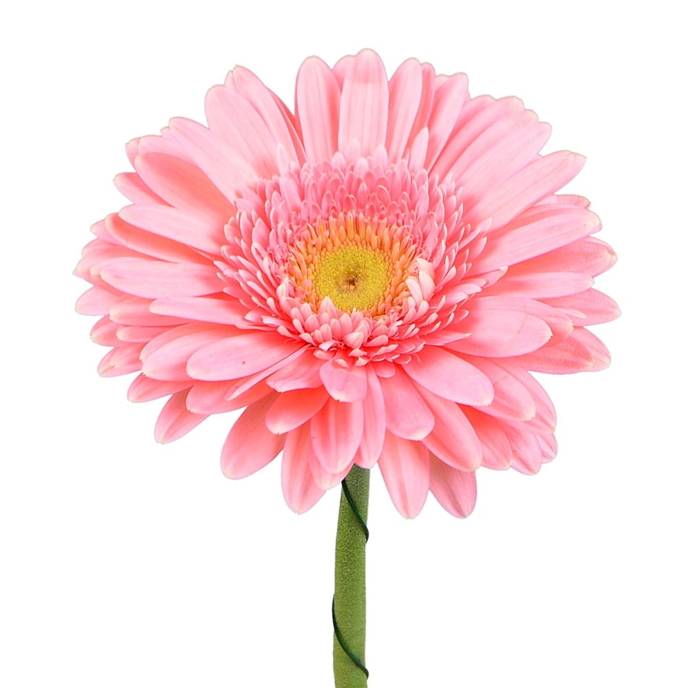 Light pink gerberas by the piece Light pink gerberas by the piece