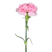Light pink carnations by the piece Novovorontsovsk