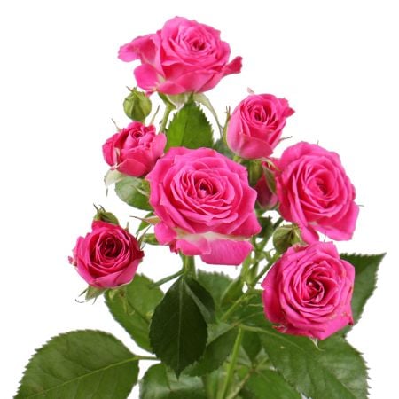 Ярко-розовые кустовые розы поштучно Сопот