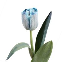 Tulips blue by piece