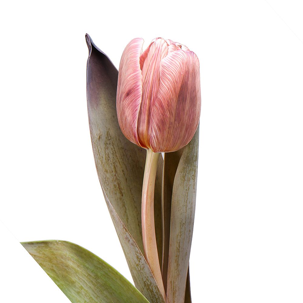 Tulips Brownie by piece