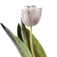 Tulips Grey by piece Lugansk