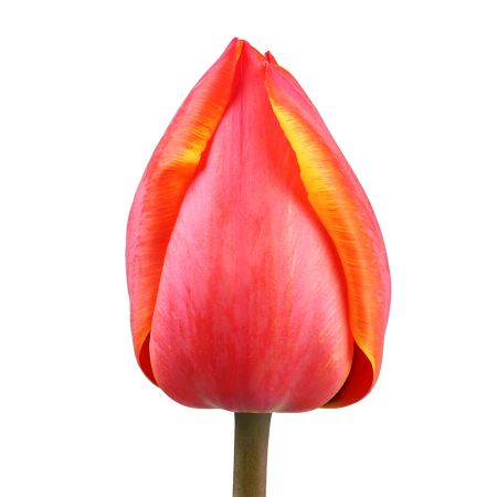 Tulip local piece Bradbury