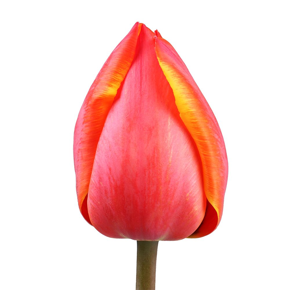 Tulip local piece