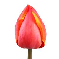 Тюльпан місцевий поштучно Вірджінія-Біч