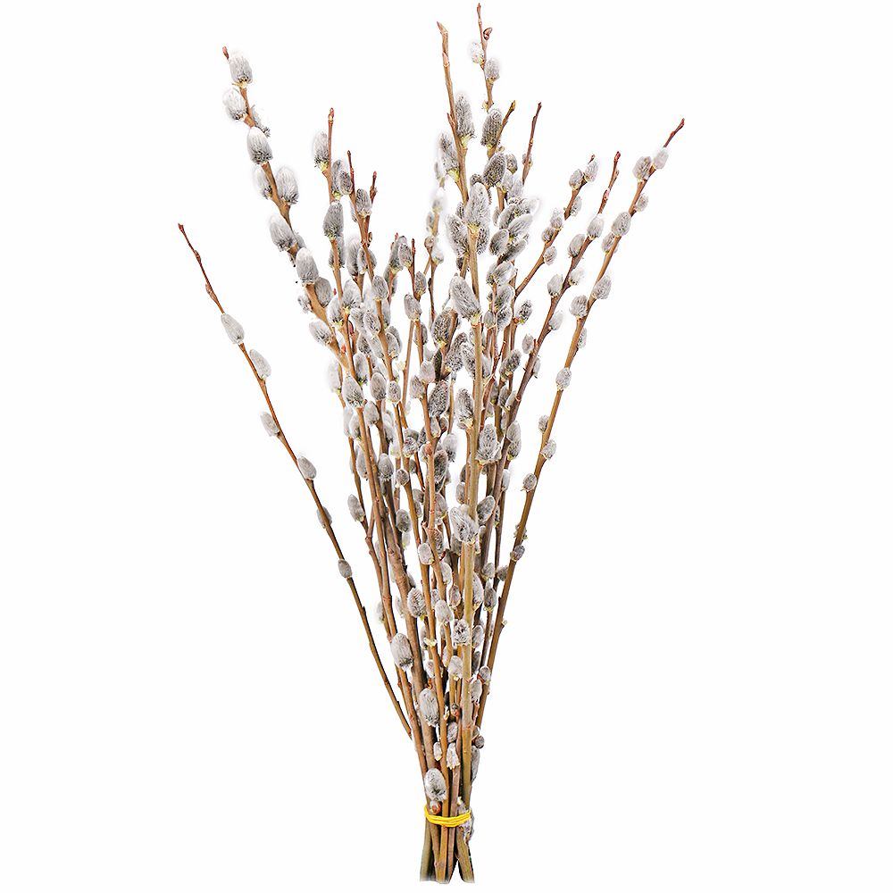  Bouquet Willow branches
													