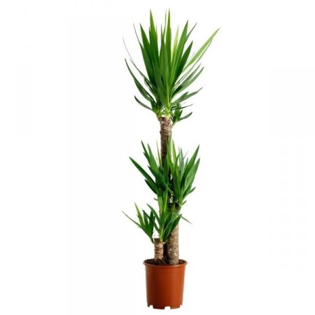 Yucca (above 1m)