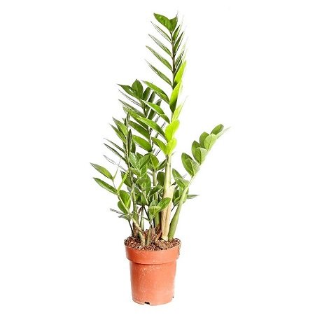 Zamioculcas (above 1m) Zamioculcas (above 1m)