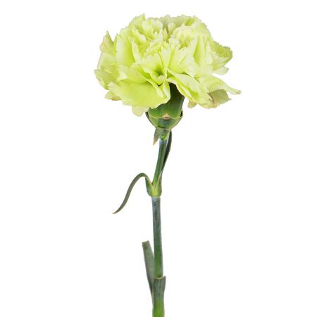 Green carnations by the piece Kings Langley