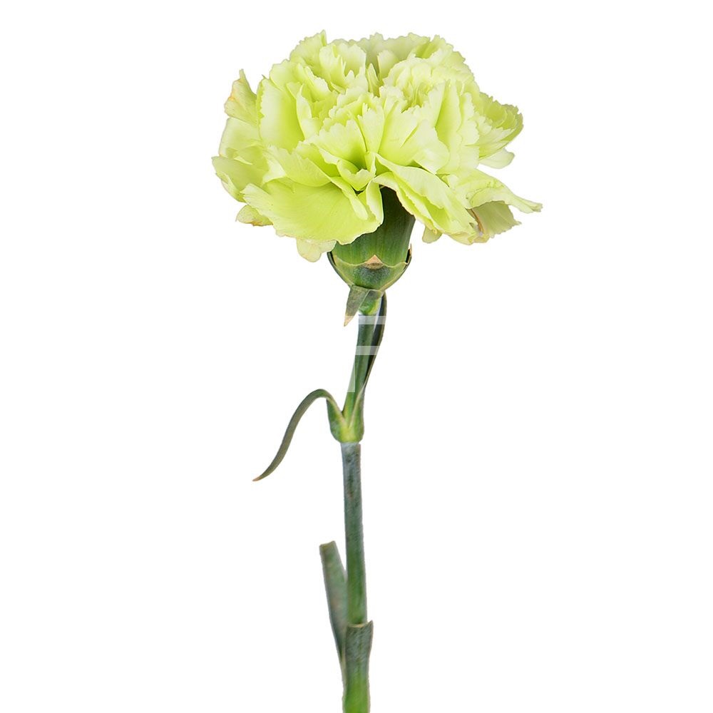 Green carnations by the piece Goppingen