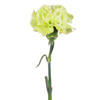 Green carnations by the piece