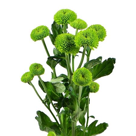 Green chrysanthemum by the piece (spray) Moranbah