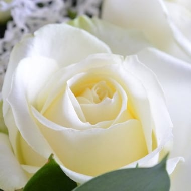15 белых роз Белоснежка Буковель