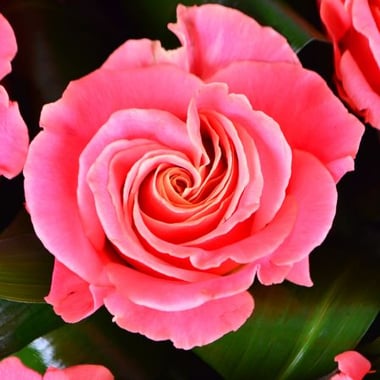 Букет цветов Гармония 9 роз Упплэндс Васби