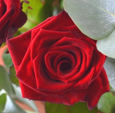 Классический комплимент 11 роз Дубровно