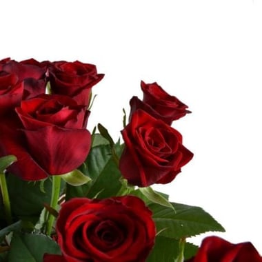 19 red roses Kiev