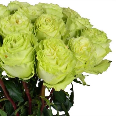 Лесная Нимфа 19 салатовых роз Хадыженск
