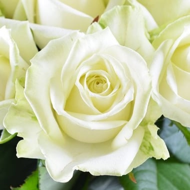 Бриллиант - Бизнес букет - Розы белые 25 шт Фаннрем