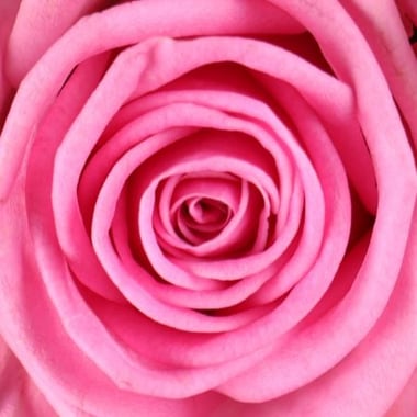 Быть с тобой 25 розовых роз Шишаки